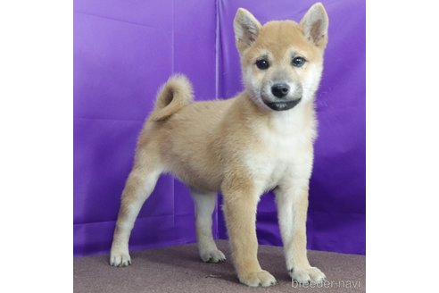 販売中の愛知県の柴犬-353001の2枚目